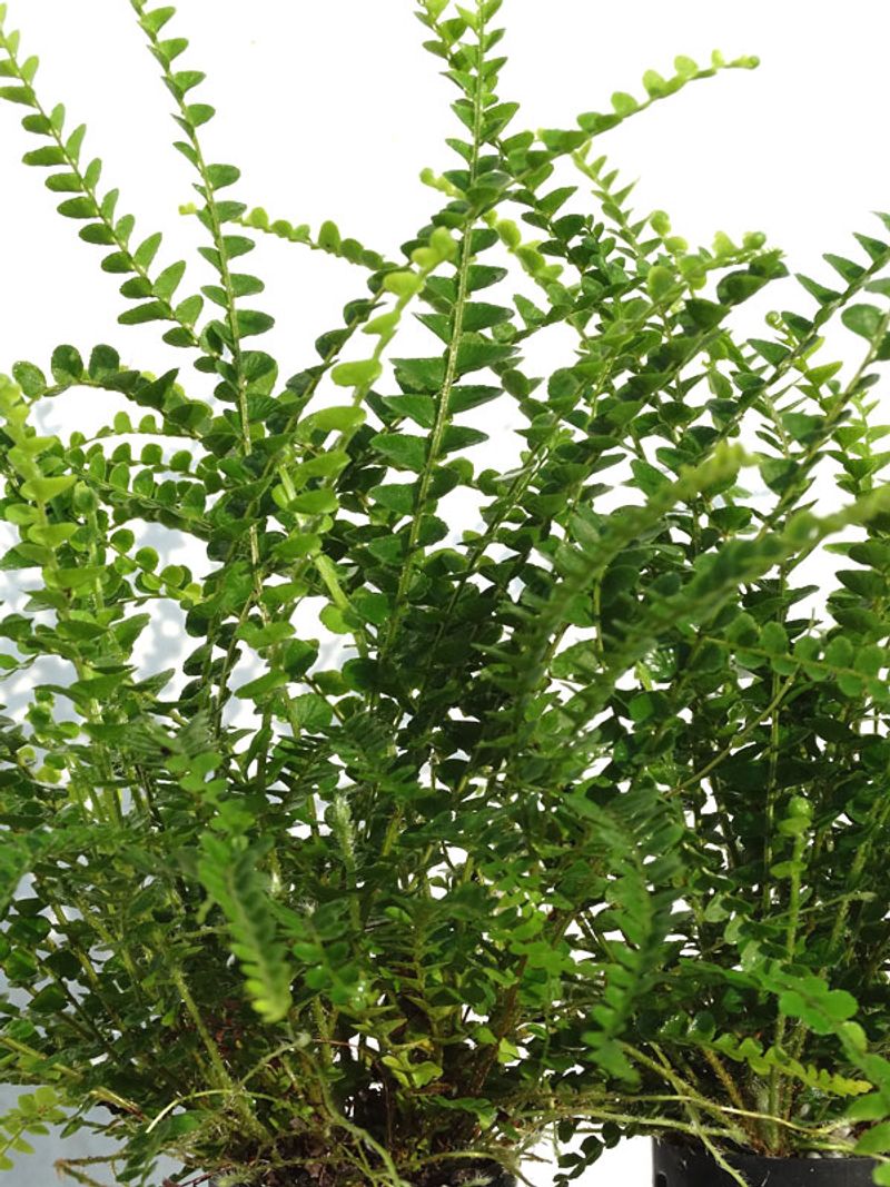 Lemon Button Fern