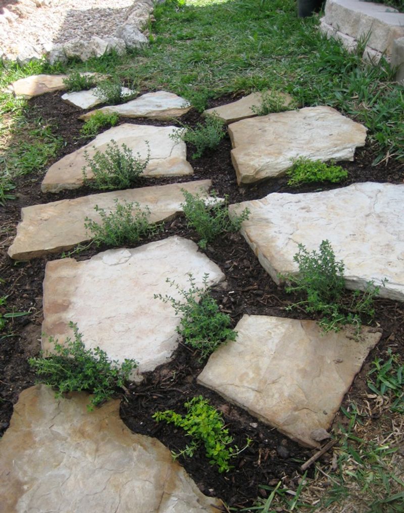 Flagstone with Creeping Thyme