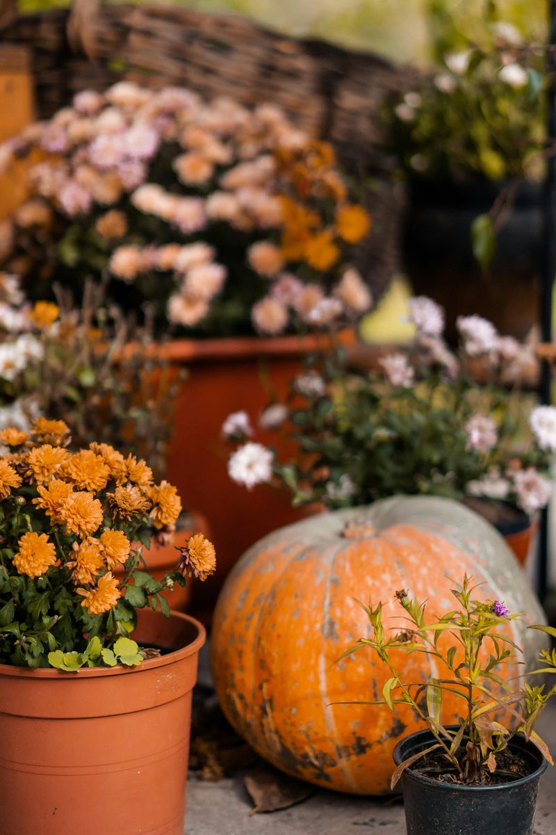 Container Garden Display