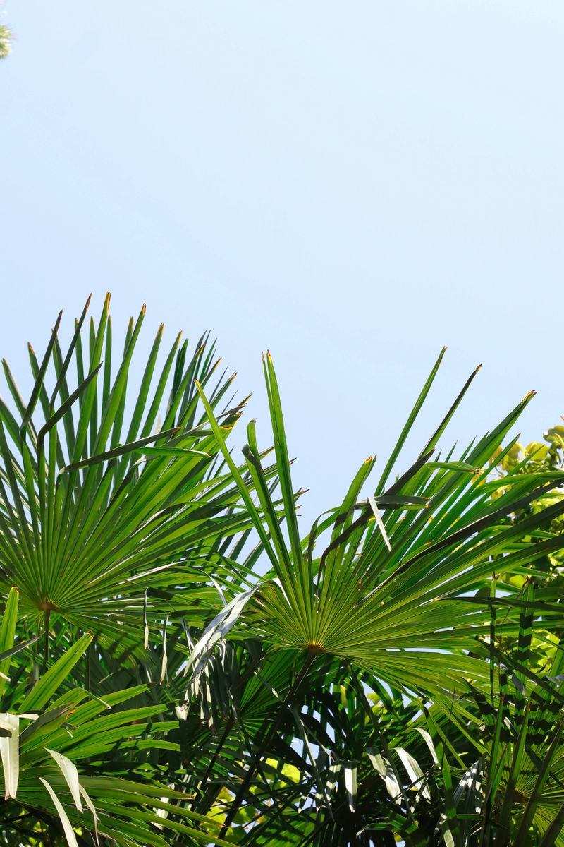 Yard Features That Could Negatively Affect A Home's Appearance - Decor Hint Inappropriate Plant Choices
