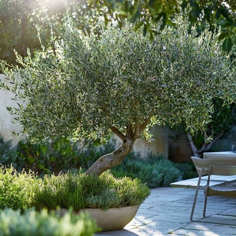 Mediterranean Marvel in La Jolla