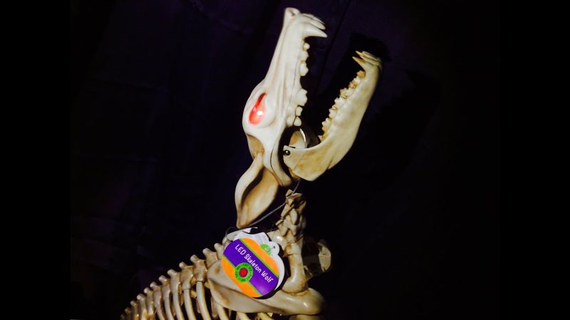 Howling Coyote Skeleton Scene