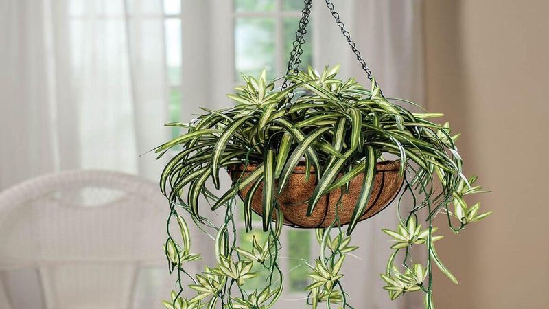 Hanging Spider Plants In Entryways