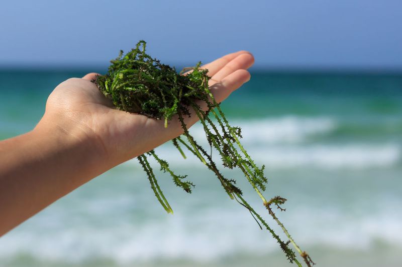 15 Healthy Psyllium Husk Substitutes Commonly Used in Oregon - Decor Hint Seaweed Derivatives