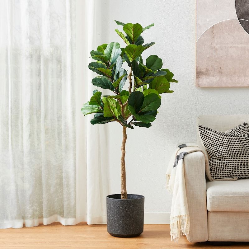 Fiddle Leaf Fig
