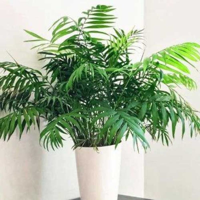 Parlor Palm (Chamaedorea elegans)