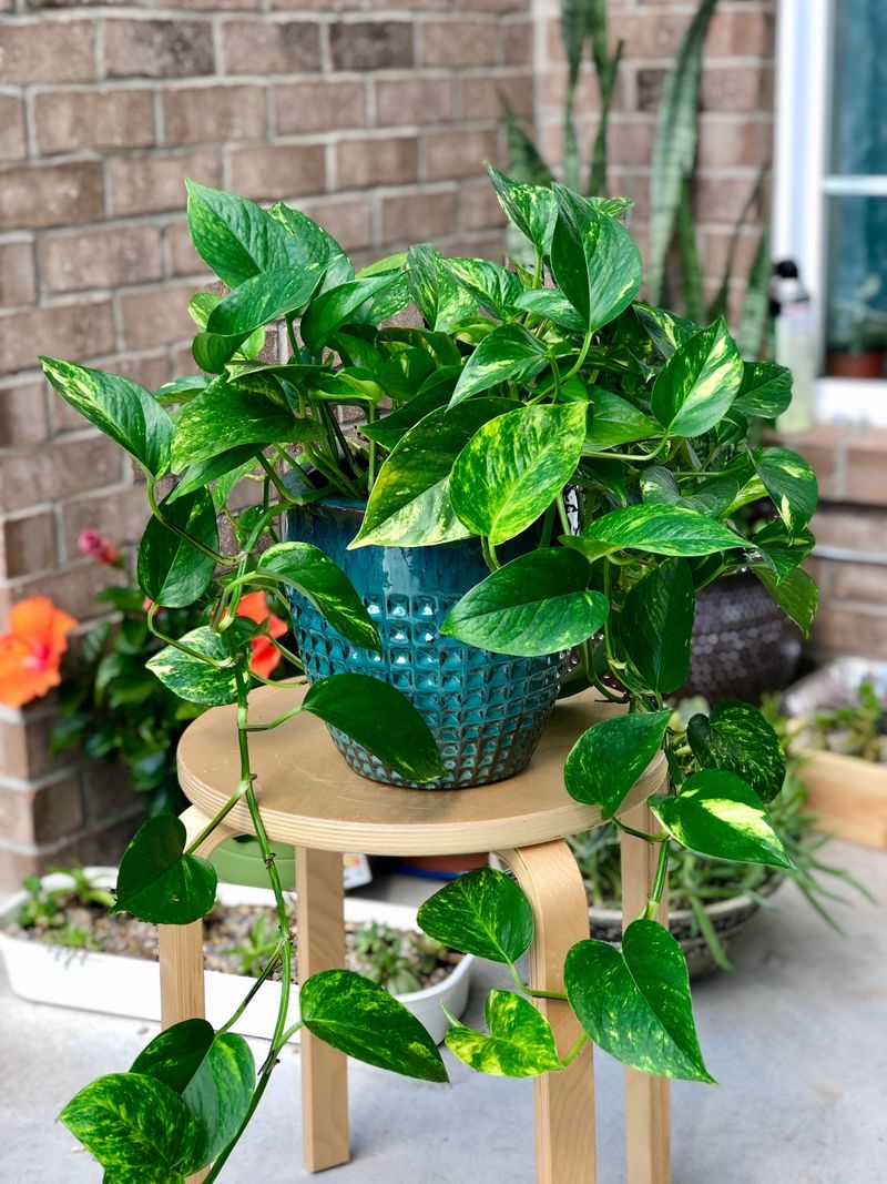 Golden Pothos: The Impossible-to-Kill Purifier