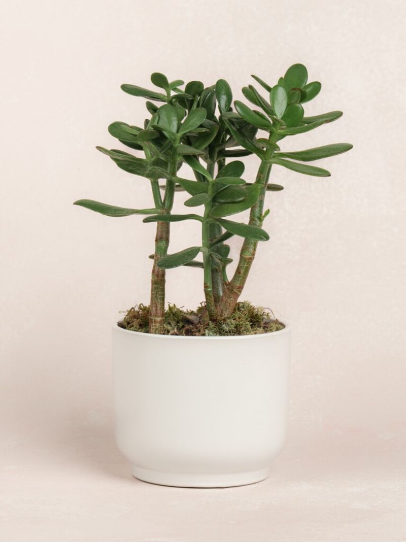 Jade Plant (Crassula ovata)