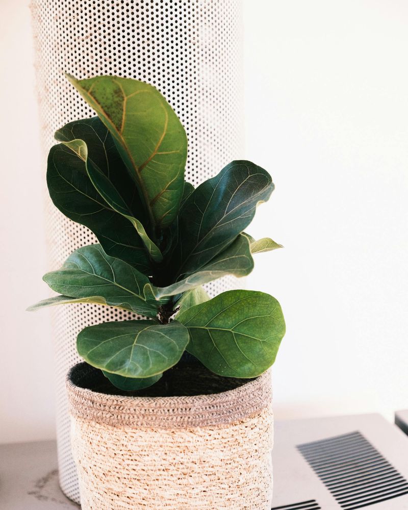 Living Greenery Display