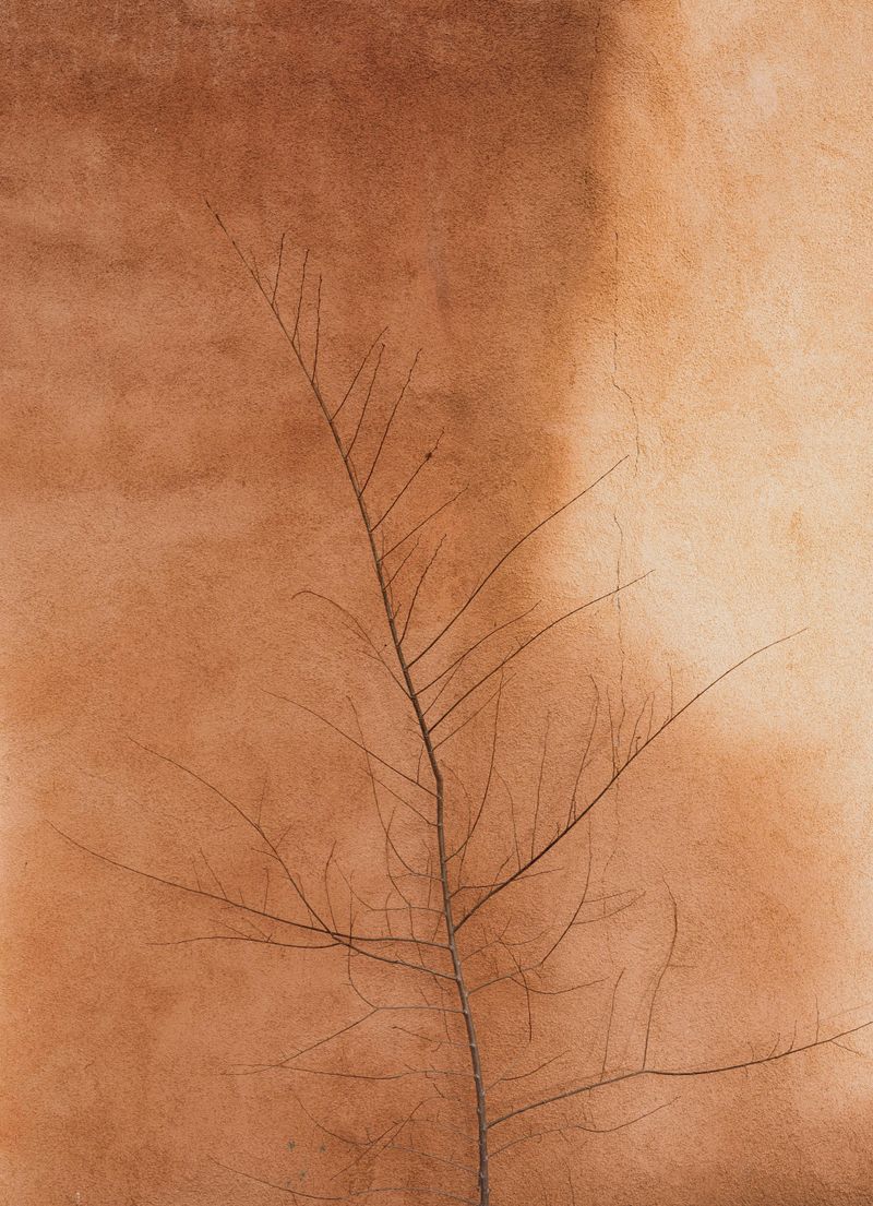 Bare Branch Silhouettes