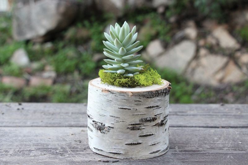 Rustic Birch Log Planters With Seasonal Greens