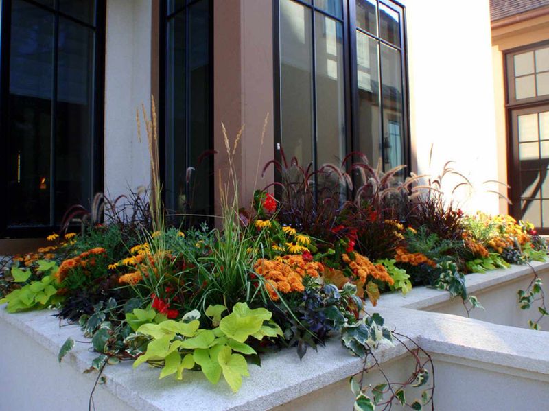 Window Boxes With Seasonal Marigolds