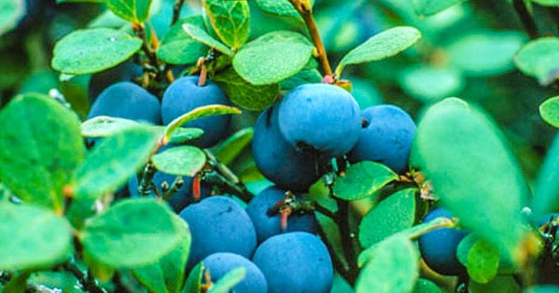 Fresh Berries (Sorry, No-Go!)