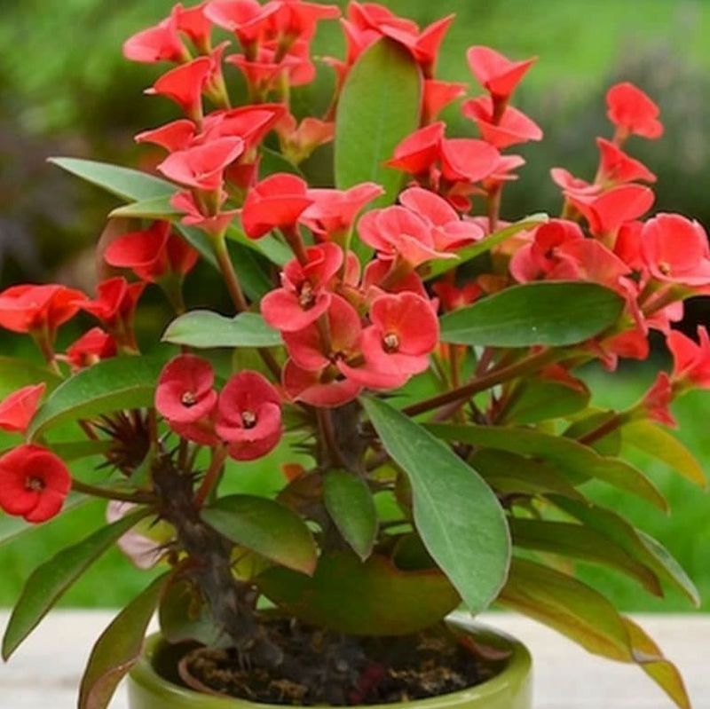 Crown of Thorns