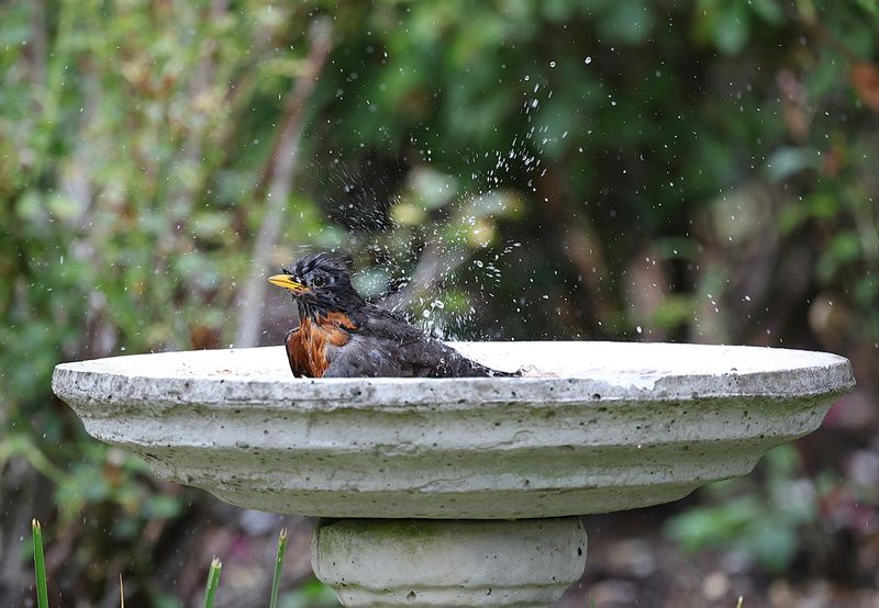 Wildlife-Friendly Features