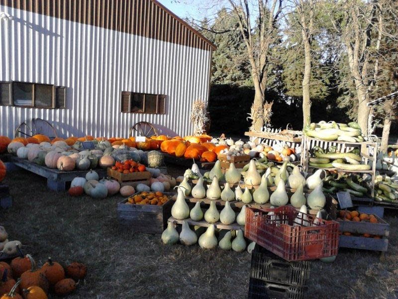 Barten Pumpkins in New Prague