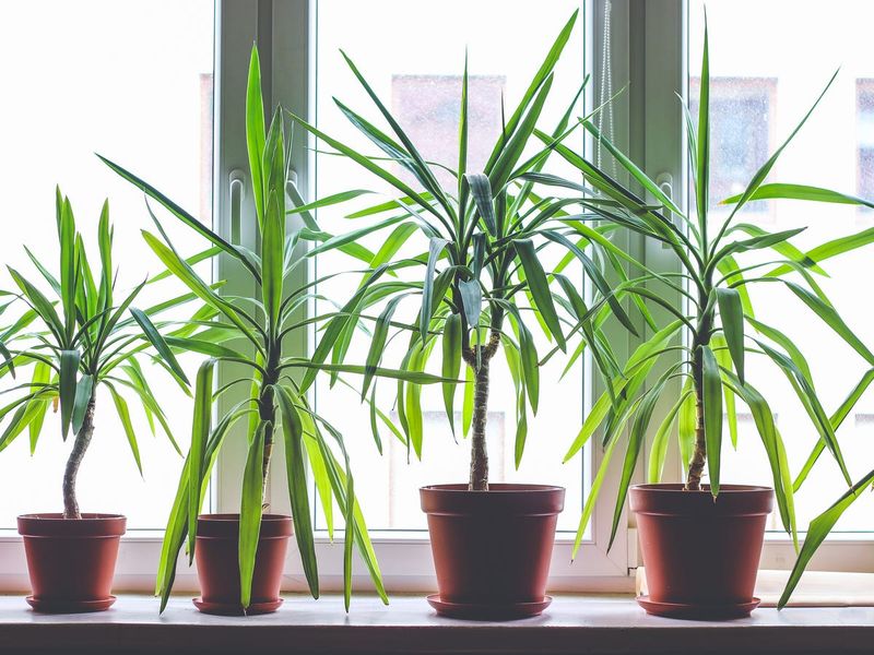 Dracaena: The Colorful Toxin Fighter
