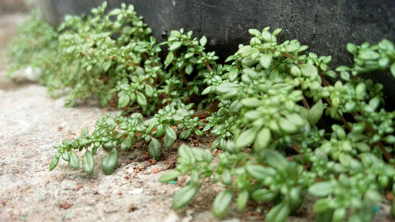 Overlooking Ground Covers