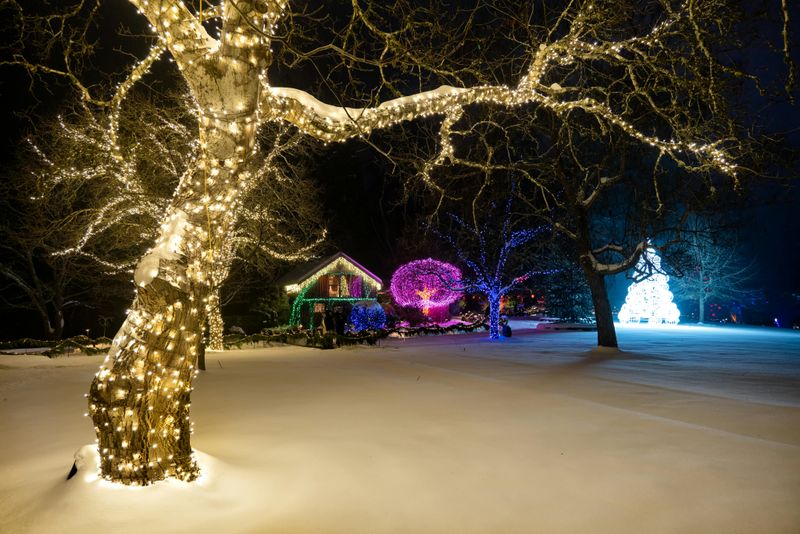 Uplighting Transforms Trees Into Natural Art