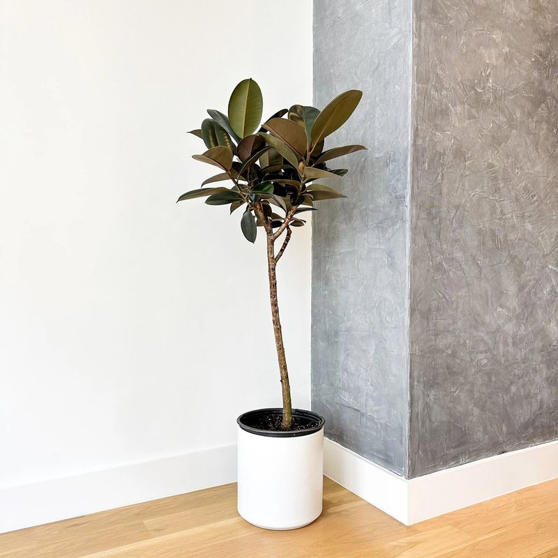 Rubber Plant