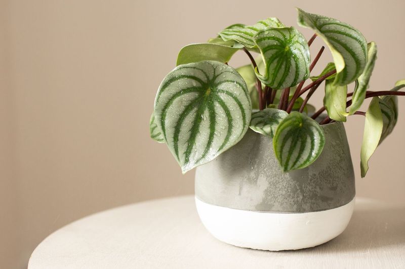 Peperomia