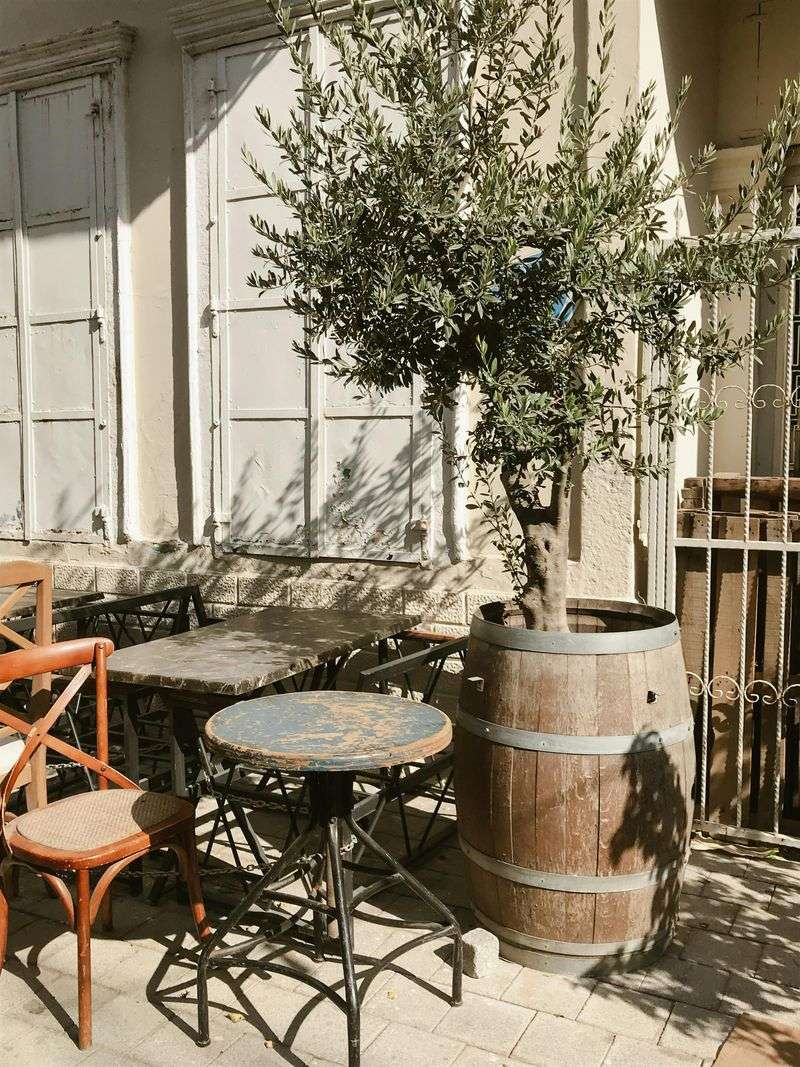 Olive Tree Accents