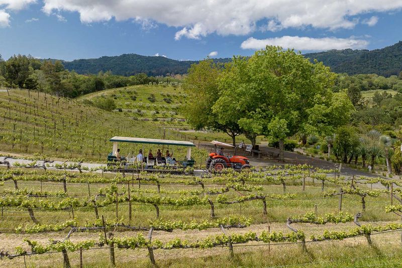 Benziger Family Winery: Tractor Train Tours