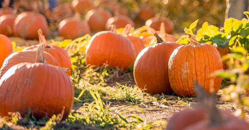 Richmond's Urban Spice Pumpkin Butter
