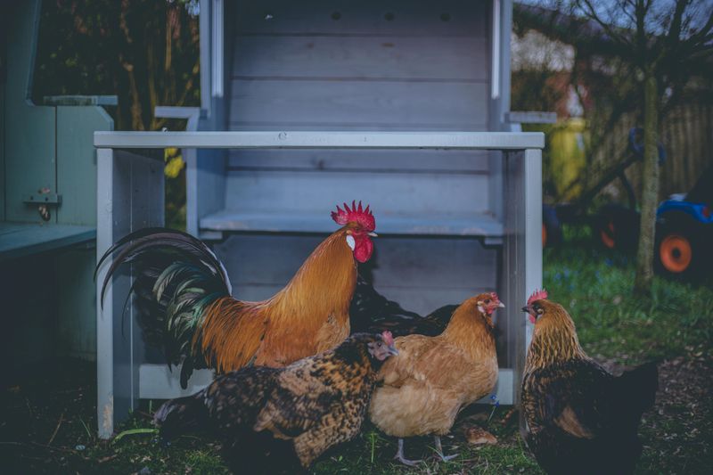 Backyard Chicken Coops
