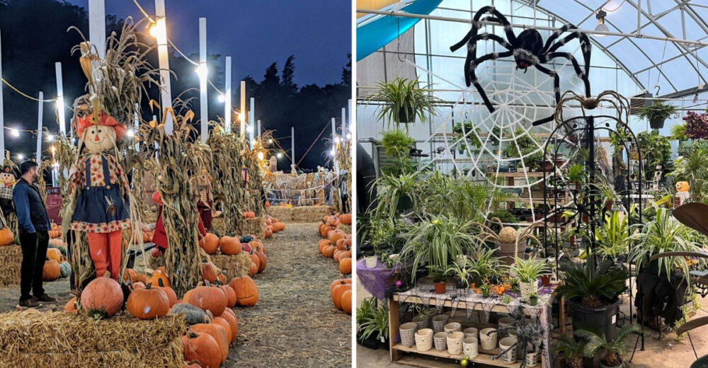 Gardens Across California Dressed Up For Spooky Season - Decor Hint