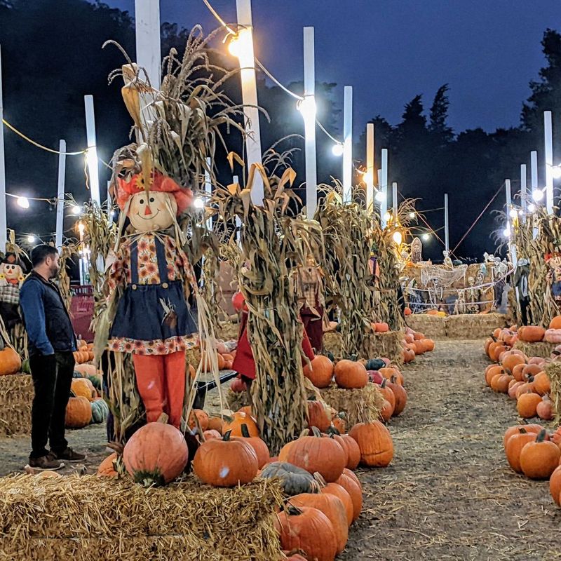 Pumpkin Labyrinth at Russian River Rose Company