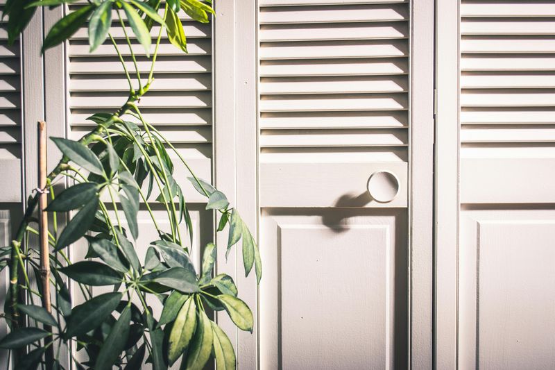 Louvered Doors