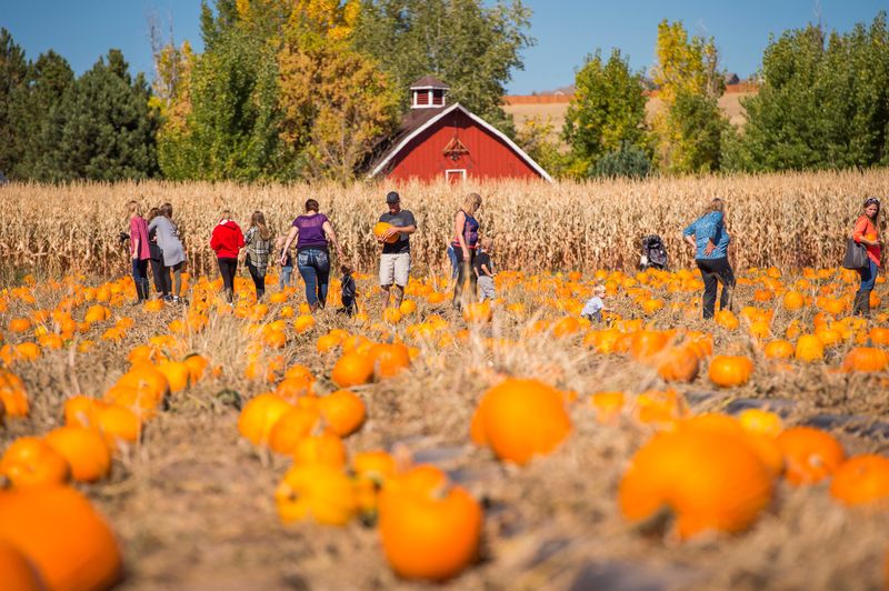 Aspen's Pumpkin Path Illuminations