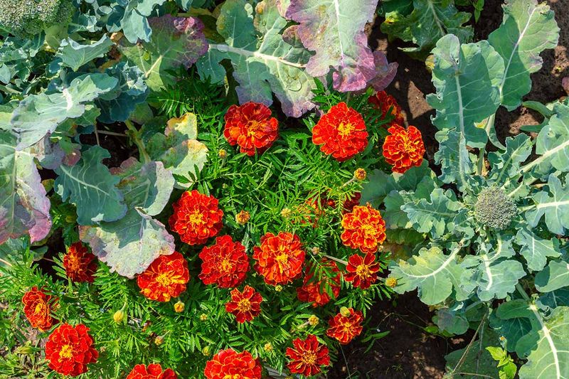 Ornamental Kale Mixed With Marigolds