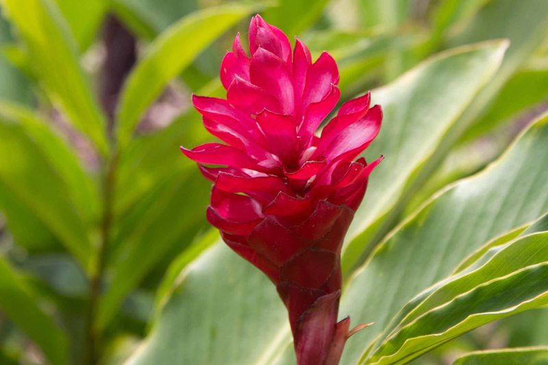 Red Ginger