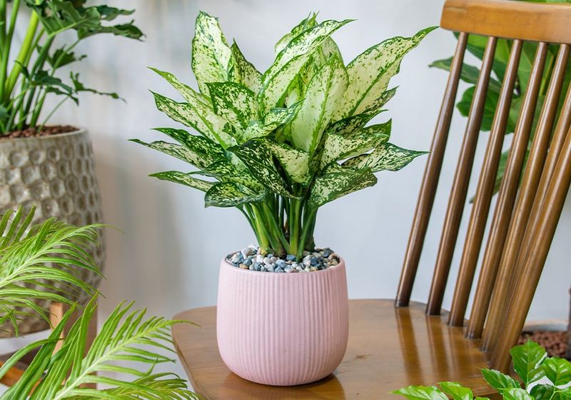 Chinese Evergreen: The Low-Light Specialist