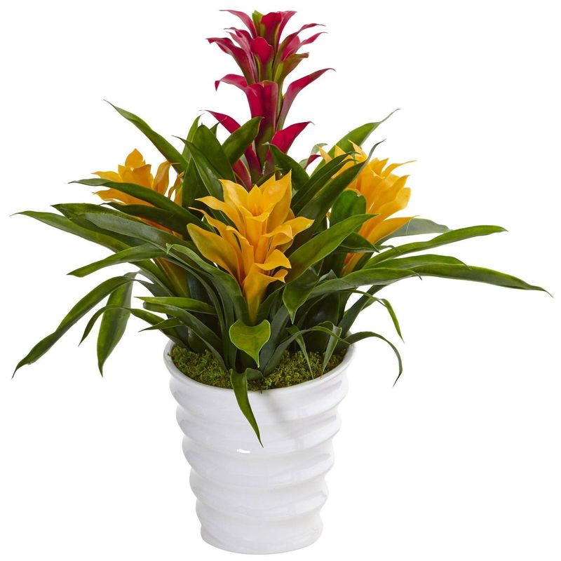 Colorful Bromeliads