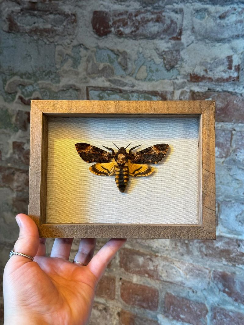 Framed Insect Specimens