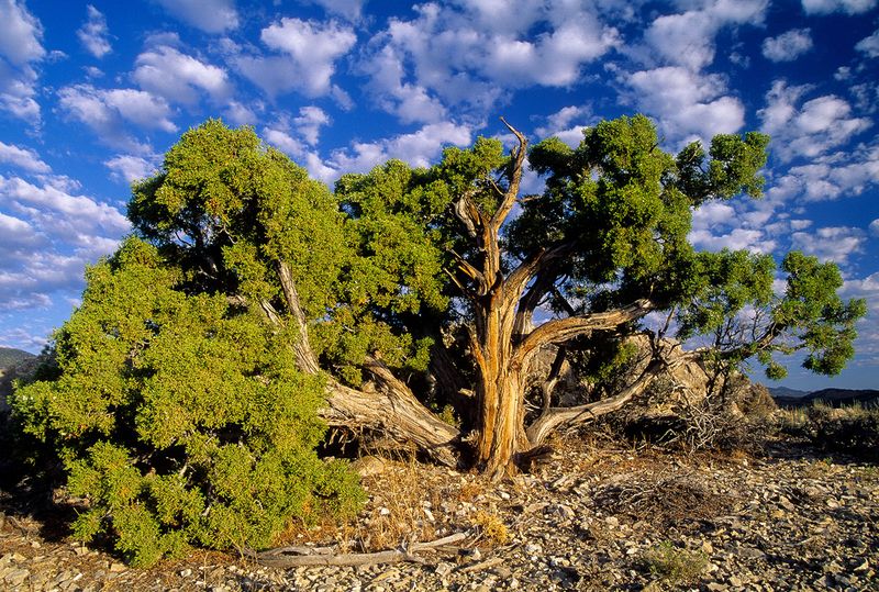 Desert Plants Create Natural Connections
