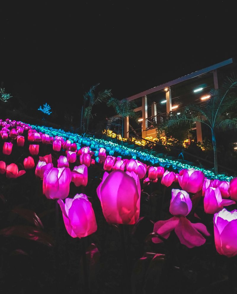 Solar Stake Lights Outline Garden Beds