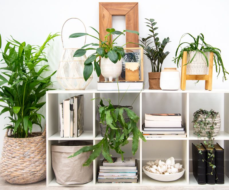 Layered Plant Shelves For Small Spaces