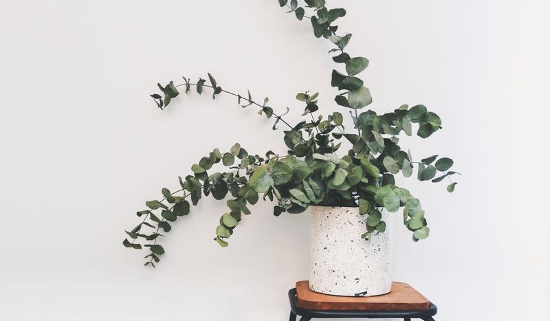 Eucalyptus Branches In Minimalist Vases