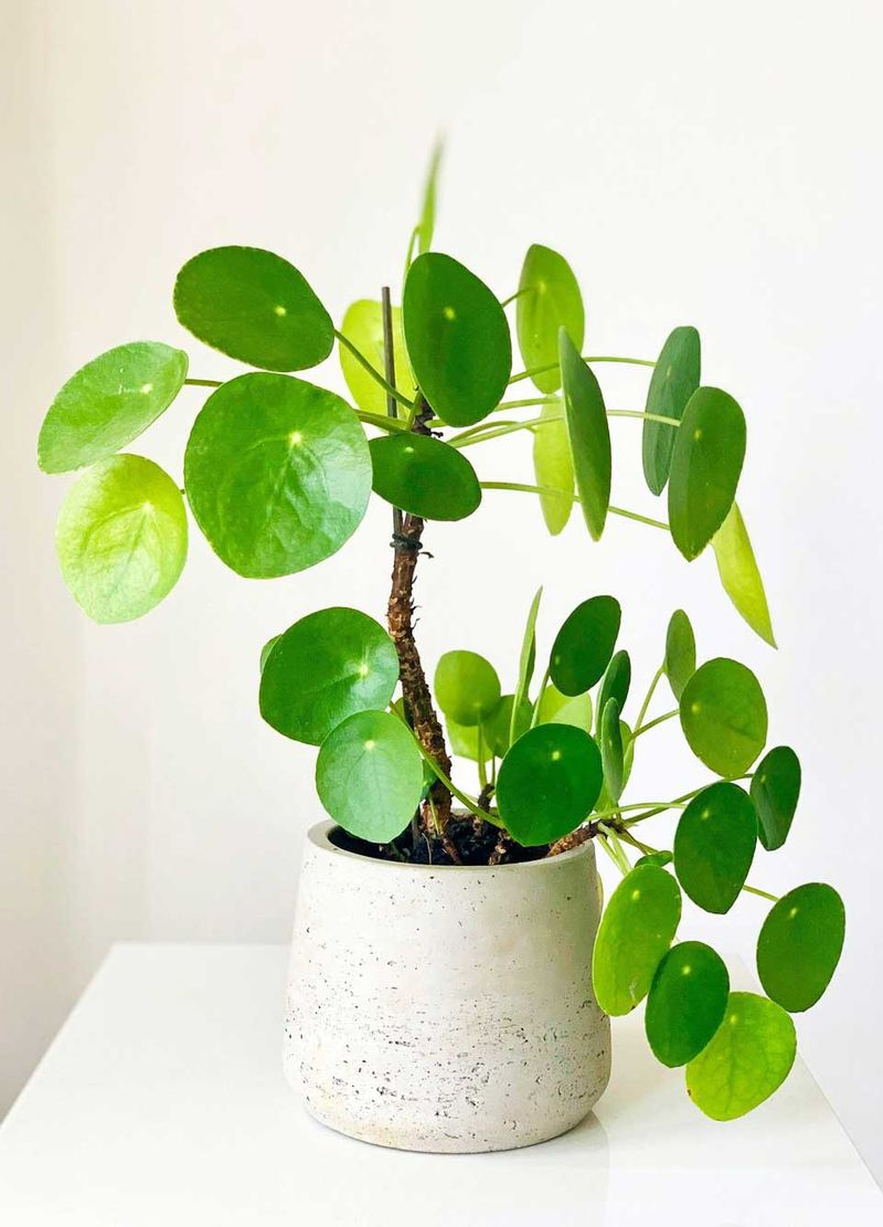 Chinese Money Plant
