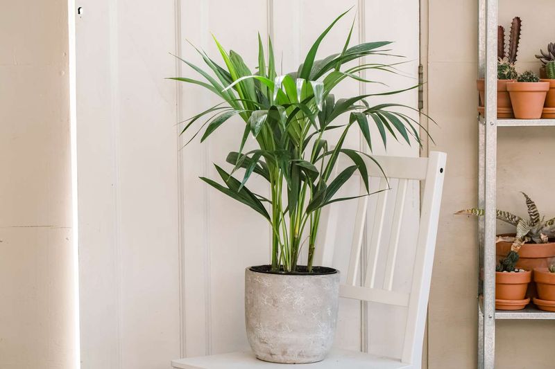Kentia Palm