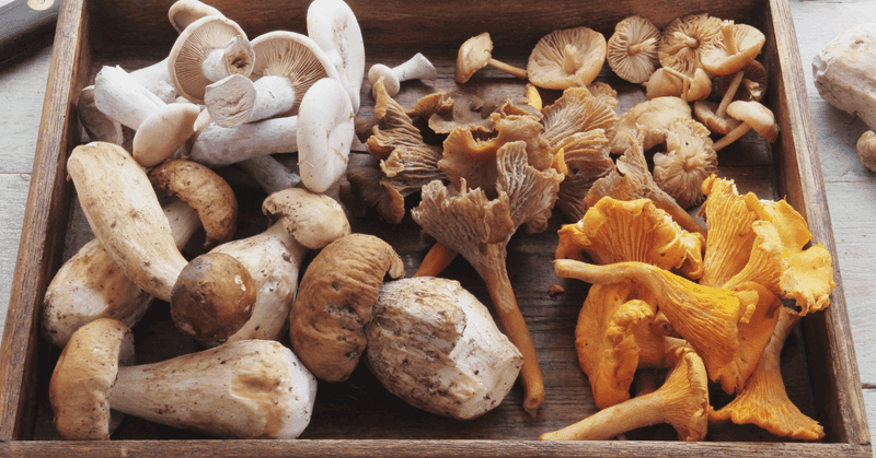 15 Healthy Psyllium Husk Substitutes Commonly Used in Oregon - Decor Hint Mushroom Fiber