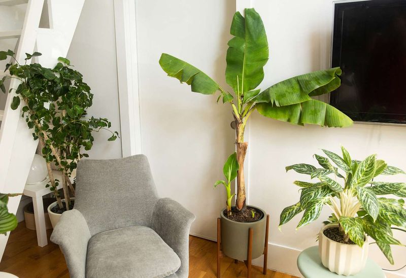 Banana Plant