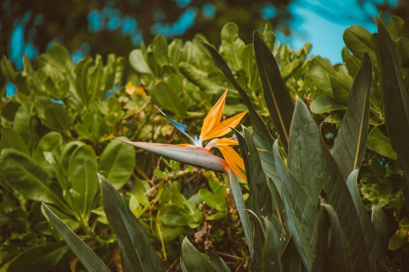 5 Backyard Design Choices That May Not Be Cost-Effective - Decor Hint Exotic Or Non-Native Plant Selections