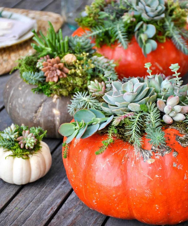 Drought-Friendly Succulent Designs