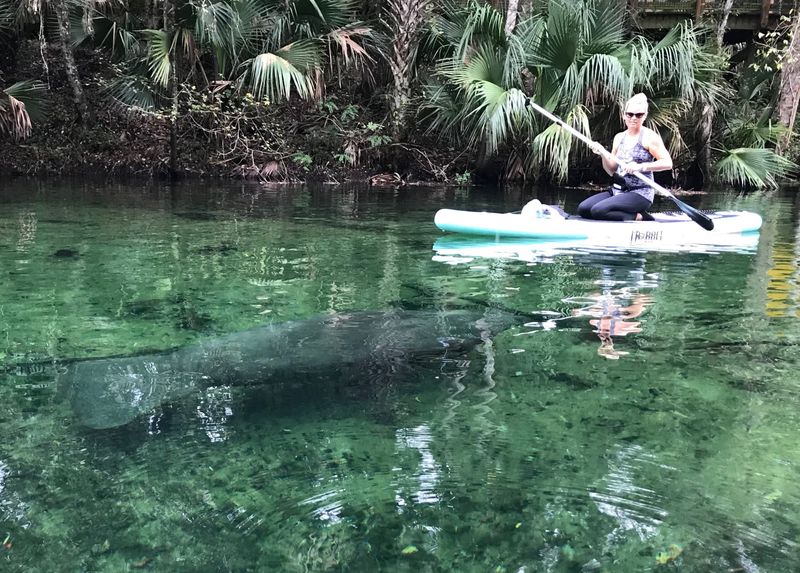 Blue Spring State Park: Manatee Watching Paradise