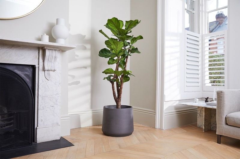 Statement Fiddle Leaf Fig In The Living Room